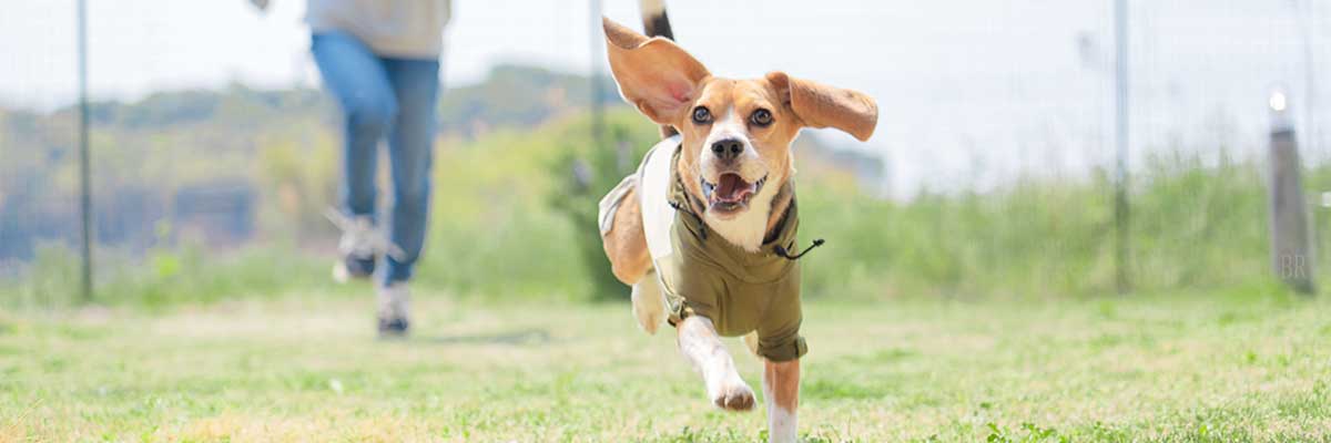 愛犬とグランピング